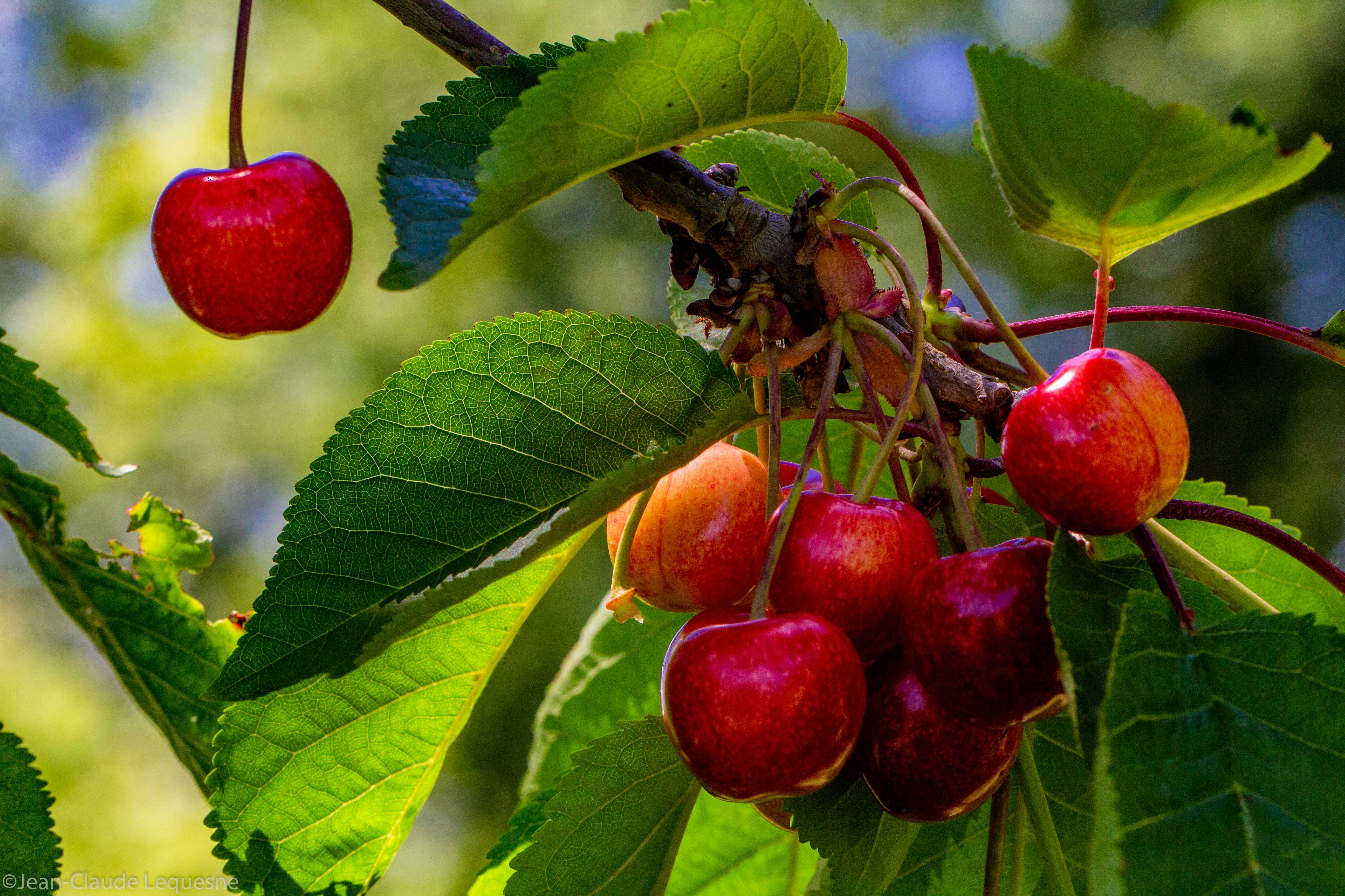 Cerise des coteaux de Marennes